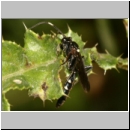 Coelichneumon cyaniventris - Schlupfwespe m110d 14mm fdet02.jpg